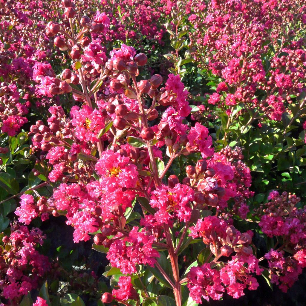 Chinesische Kräuselmyrte Fuchsia d'Eté Indyfus - Lagerstroemia