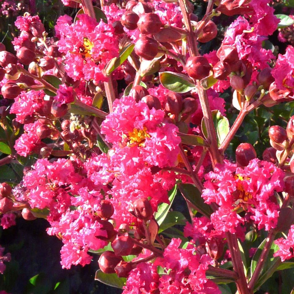 Lagerstroemia indica Fuchsia d'Eté - Lilas des Indes