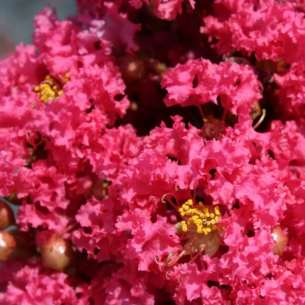 Chinesische Kräuselmyrte Grand Cru - Lagerstroemia