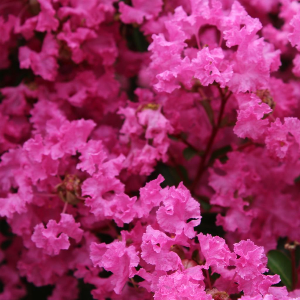 Chinesische Kräuselmyrte La Mousson - Lagerstroemia