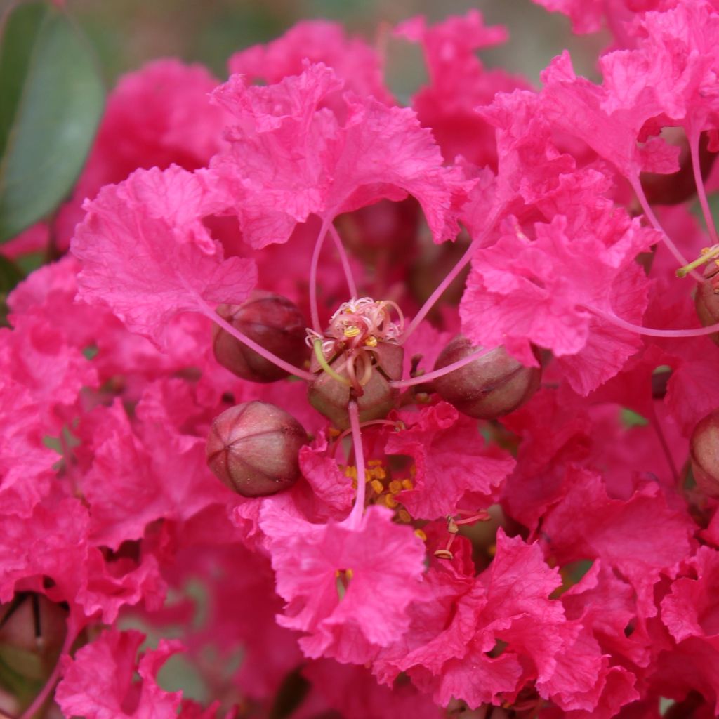 Chinesische Kräuselmyrte Mon Panache - Lagerstroemia