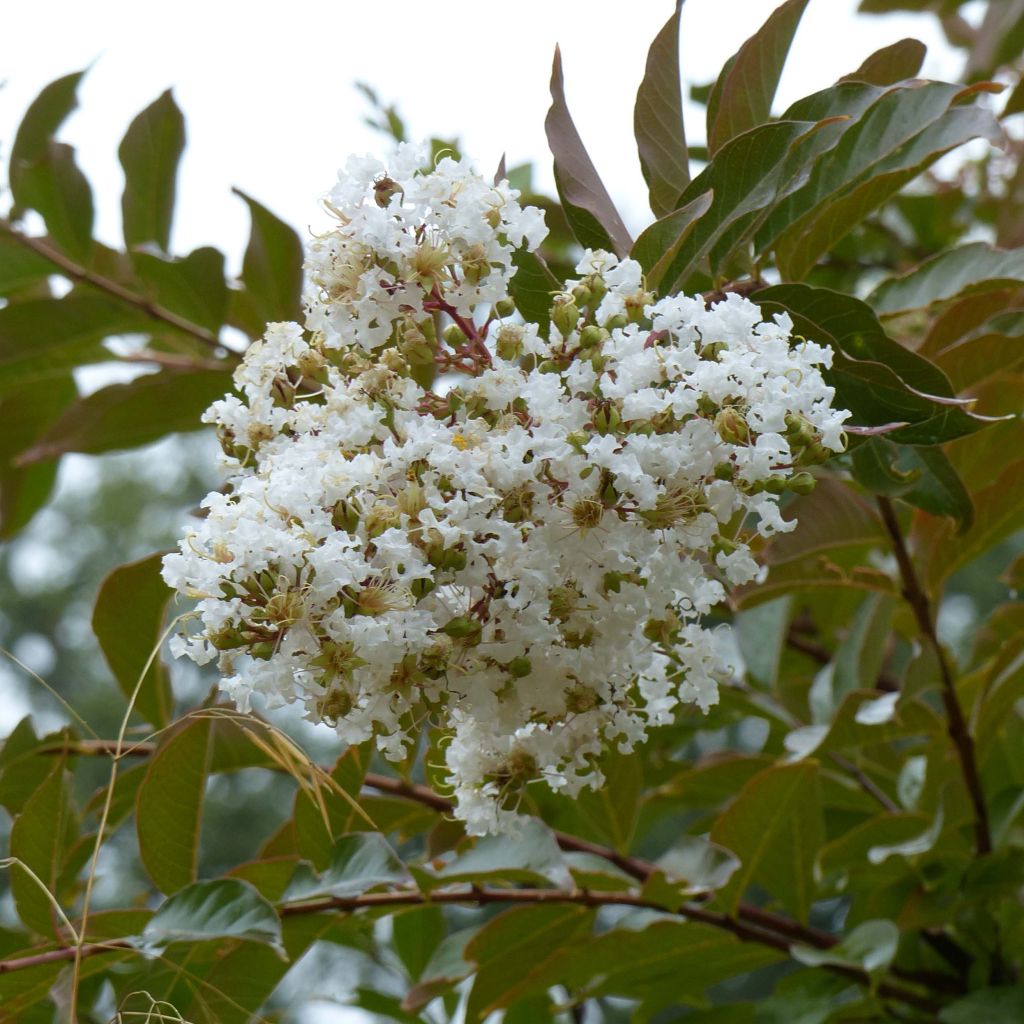 Chinesische Kräuselmyrte Nivea - Lagerstroemia