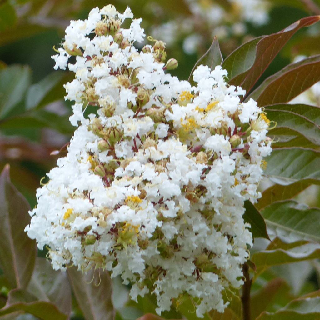 Lagerstroemia indica Nivea - Lilas des Indes