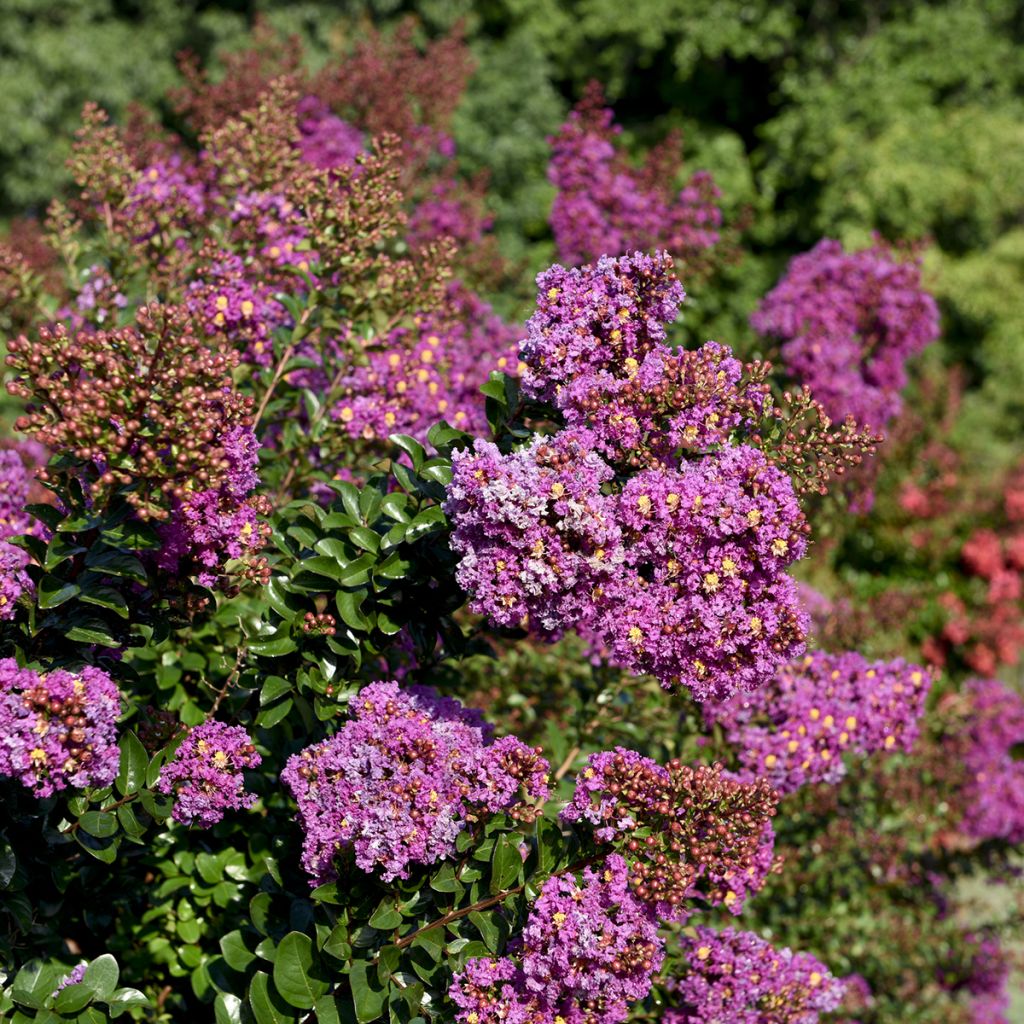 Chinesische Kräuselmyrte Purple Magic - Lagerstroemia