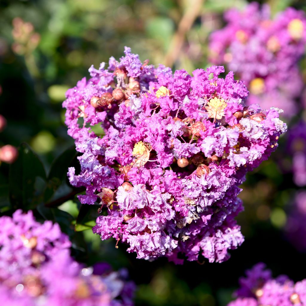 Chinesische Kräuselmyrte Purple Magic - Lagerstroemia