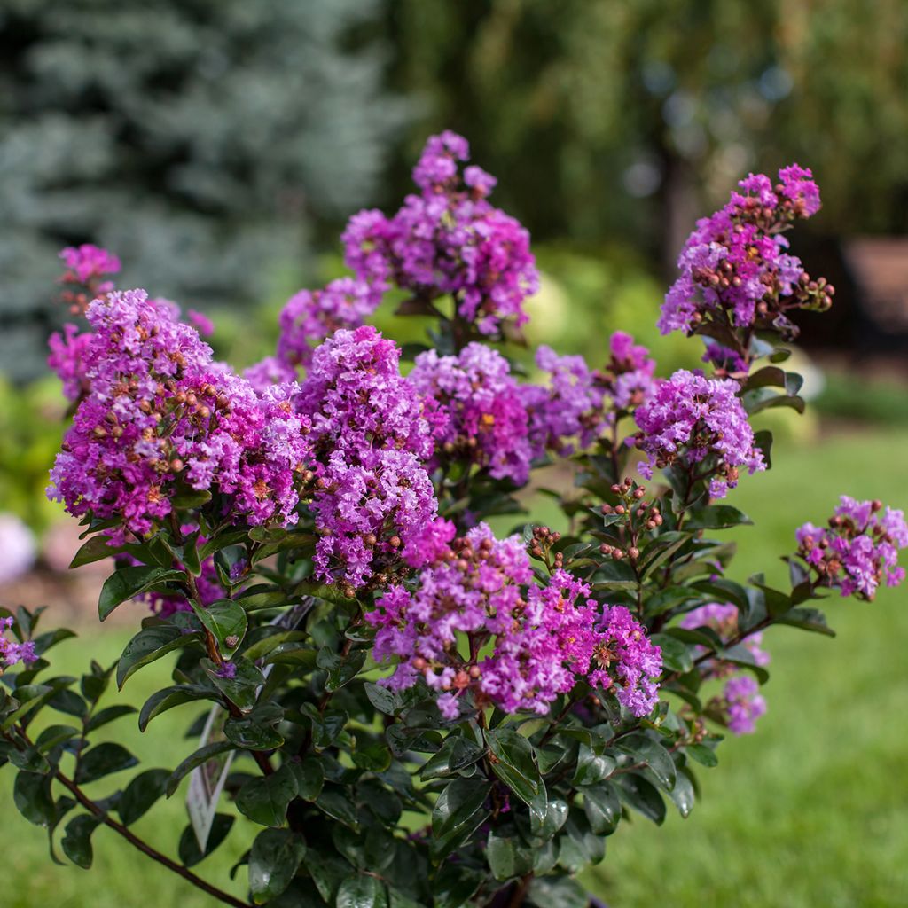 Chinesische Kräuselmyrte Purple Magic - Lagerstroemia