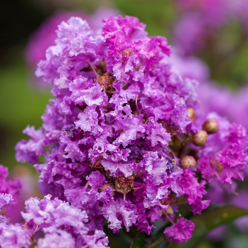 Chinesische Kräuselmyrte Purple Magic - Lagerstroemia