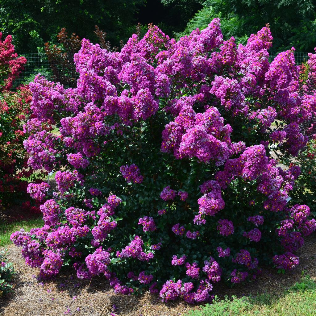 Chinesische Kräuselmyrte Purple Magic - Lagerstroemia