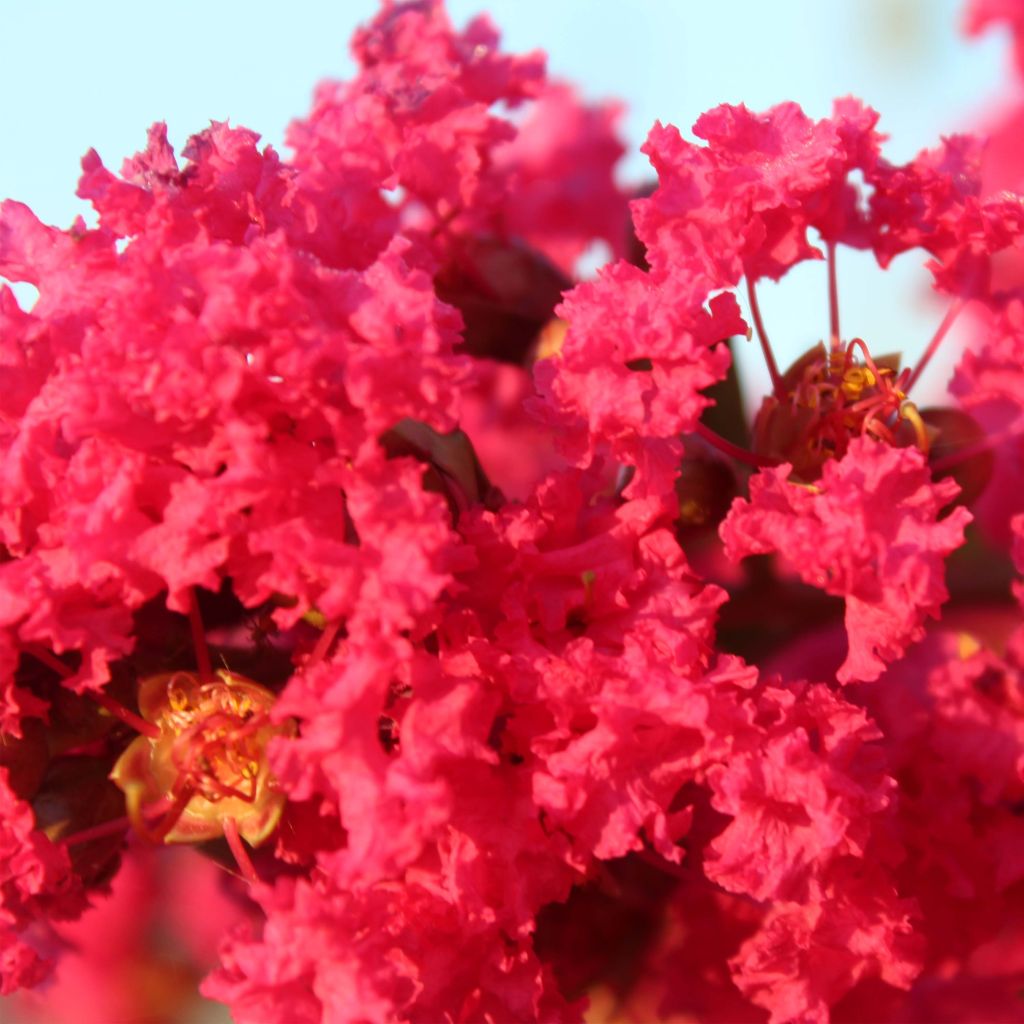 Chinesische Kräuselmyrte Périgord Pourpre - Lagerstroemia