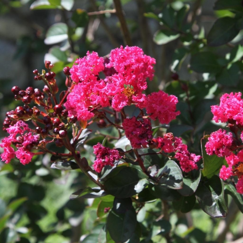 Chinesische Kräuselmyrte Pink Velours - Lagerstroemia