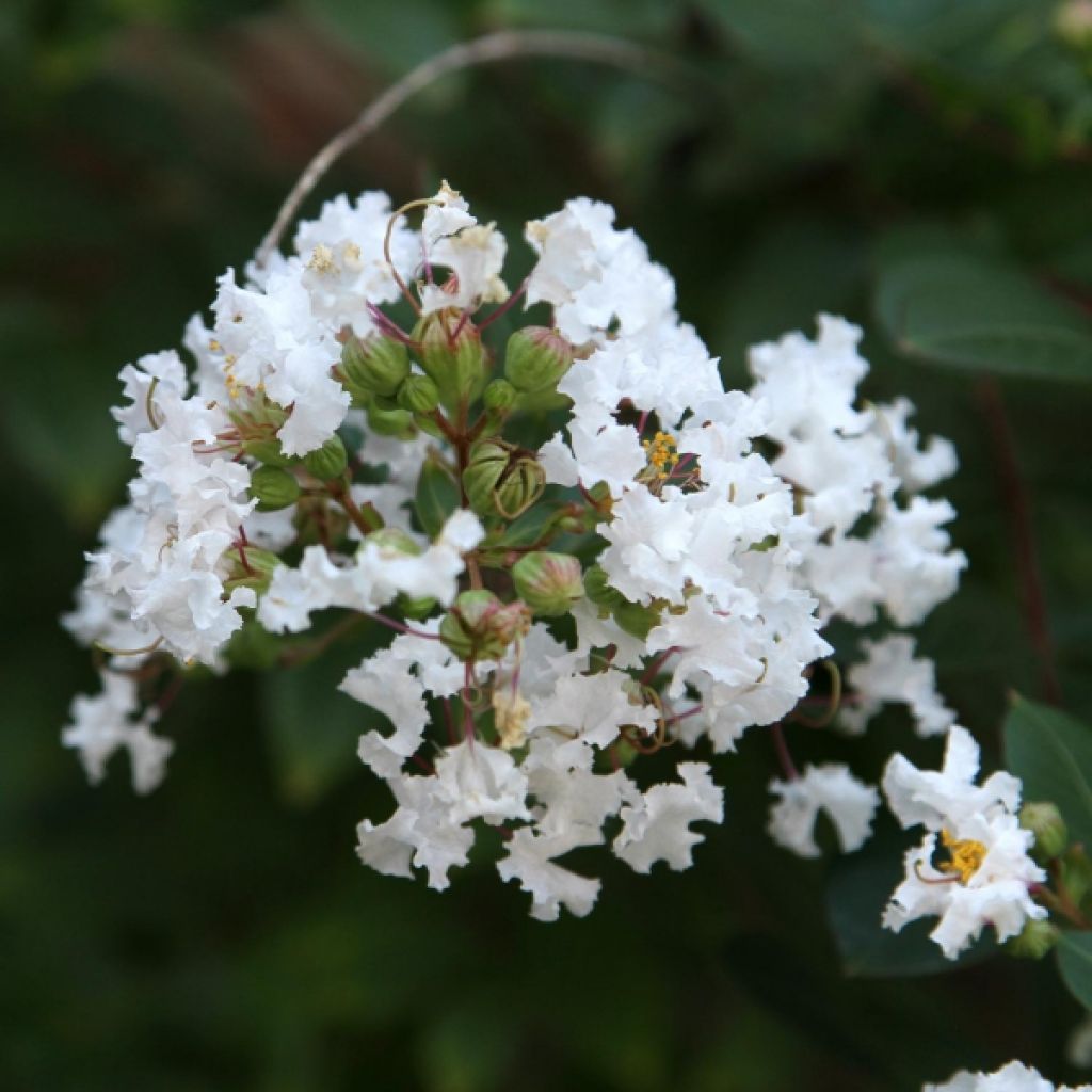 Chinesische Kräuselmyrte Pixie White - Lagerstroemia