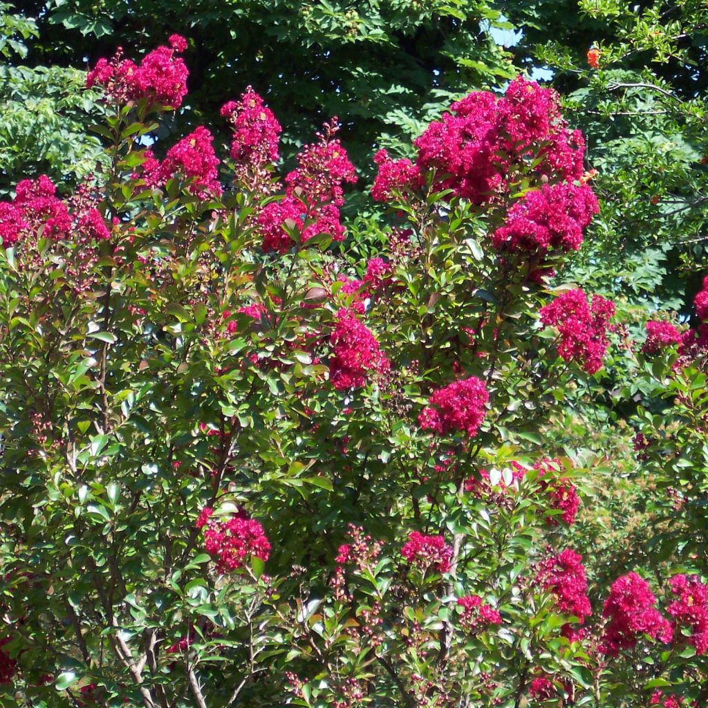 Chinesische Kräuselmyrte Red imperator - Lagerstroemia