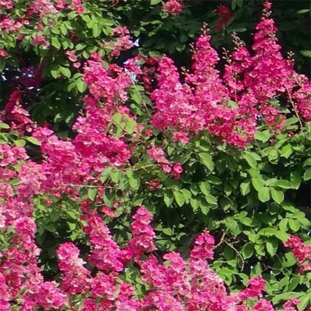 Chinesische Kräuselmyrte Rose Fuchsia - Lagerstroemia