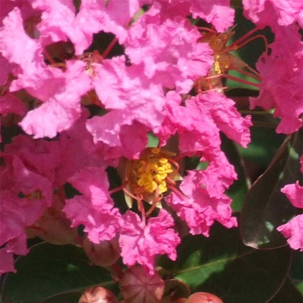 Lagerstroemia indica Rose Indien - Lilas des Indes