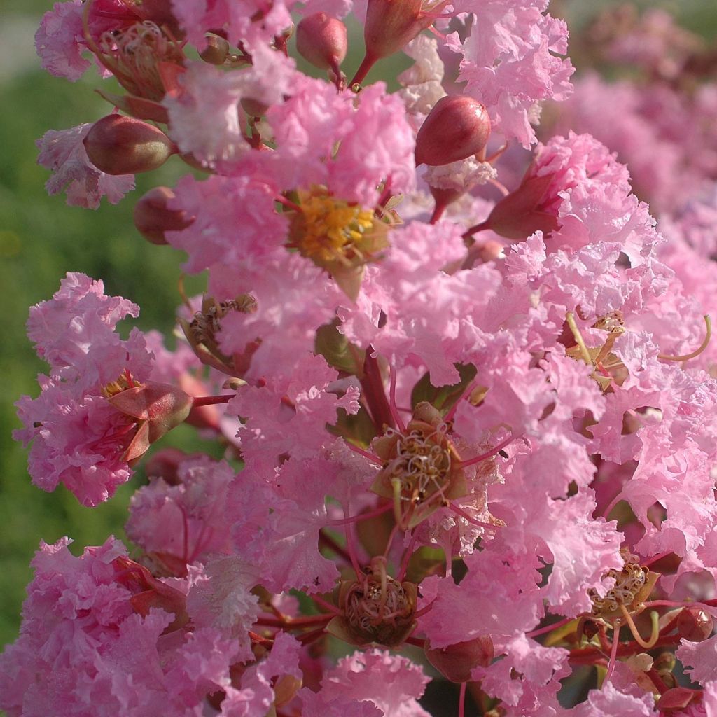 Chinesische Kräuselmyrte Rose Thé - Lagerstroemia