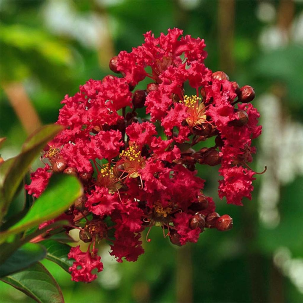 Chinesische Kräuselmyrte Rouge Nain - Lagerstroemia