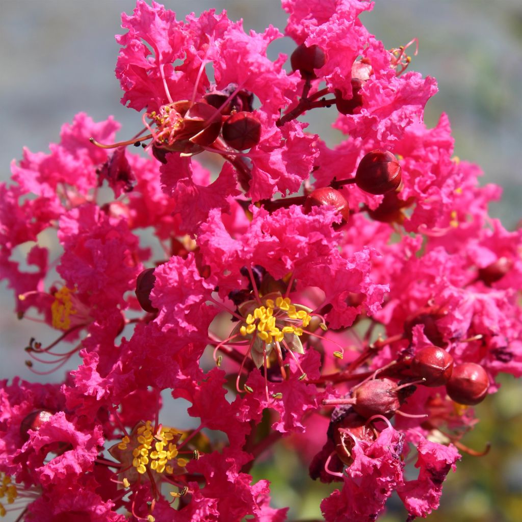 Chinesische Kräuselmyrte Saint Emilion - Lagerstroemia