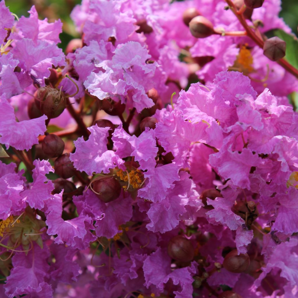 Lagerstroemia indica Souvenir d'Hubert Puard - Lilas des Indes	