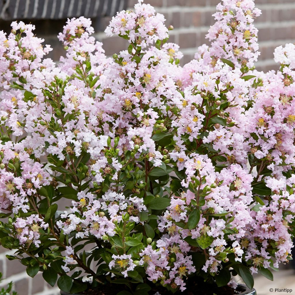 Chinesische Kräuselmyrte With Love Babe - Lagerstroemia