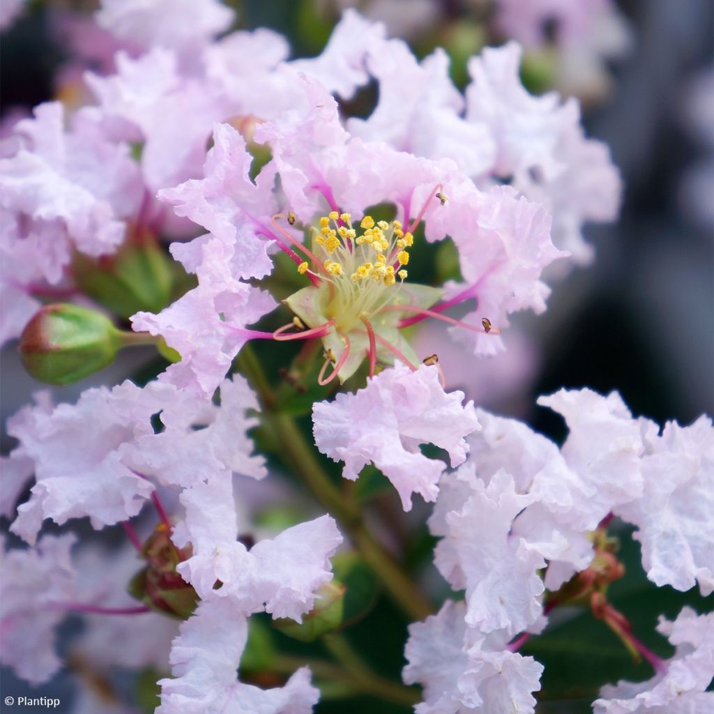 Chinesische Kräuselmyrte With Love Babe - Lagerstroemia