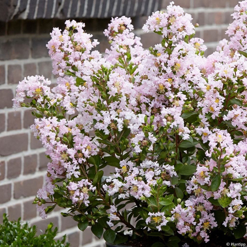 Chinesische Kräuselmyrte With Love Babe - Lagerstroemia