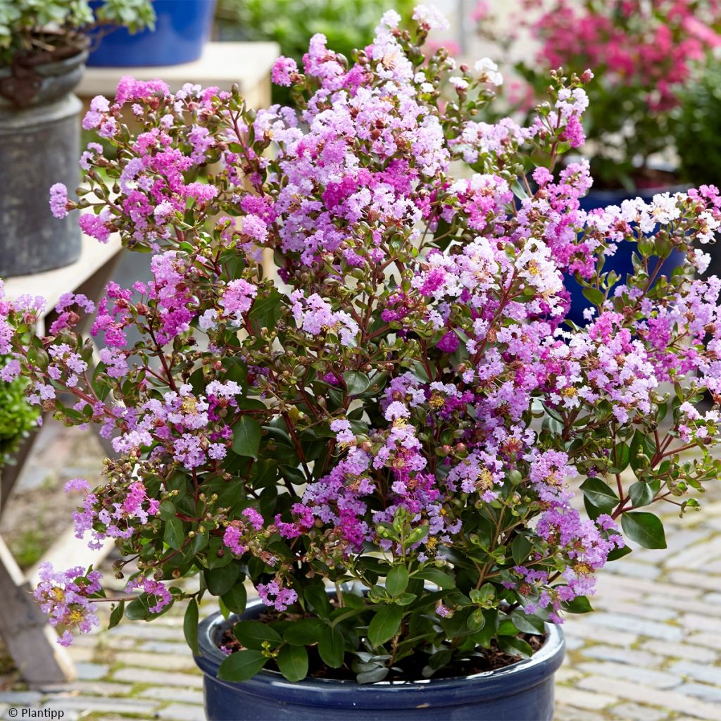 Chinesische Kräuselmyrte Eternal With Love - Lagerstroemia