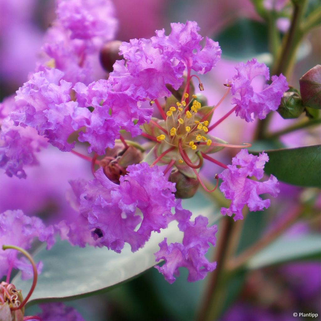 Lilas des Indes - Lagerstroemia indica Eternal Whith Love