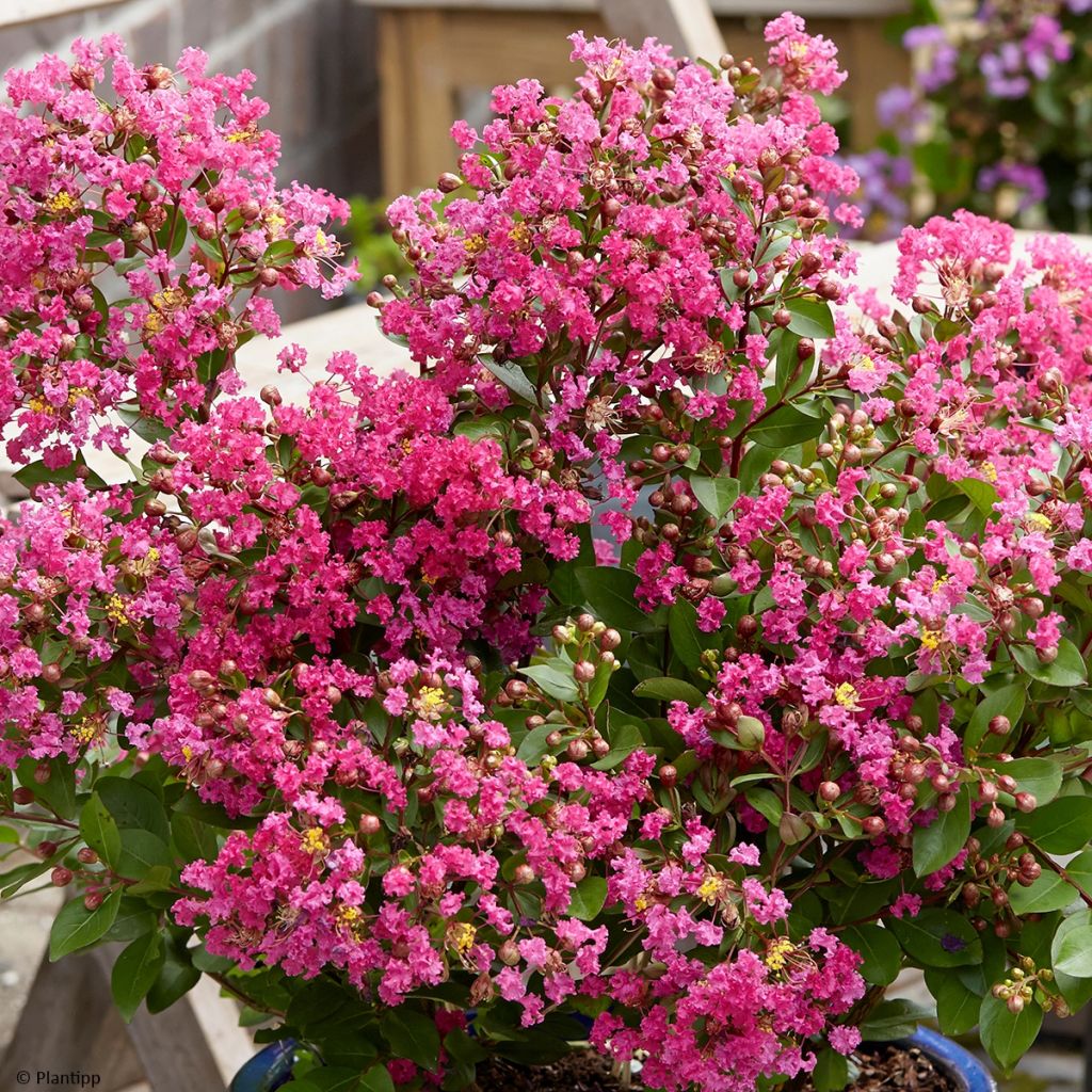 Chinesische Kräuselmyrte With Love Kiss - Lagerstroemia