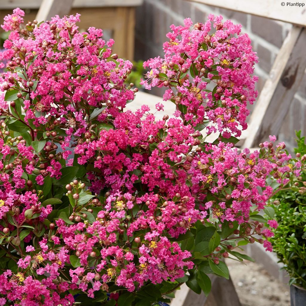 Lilas des Indes - Lagerstroemia indica Kiss With Love