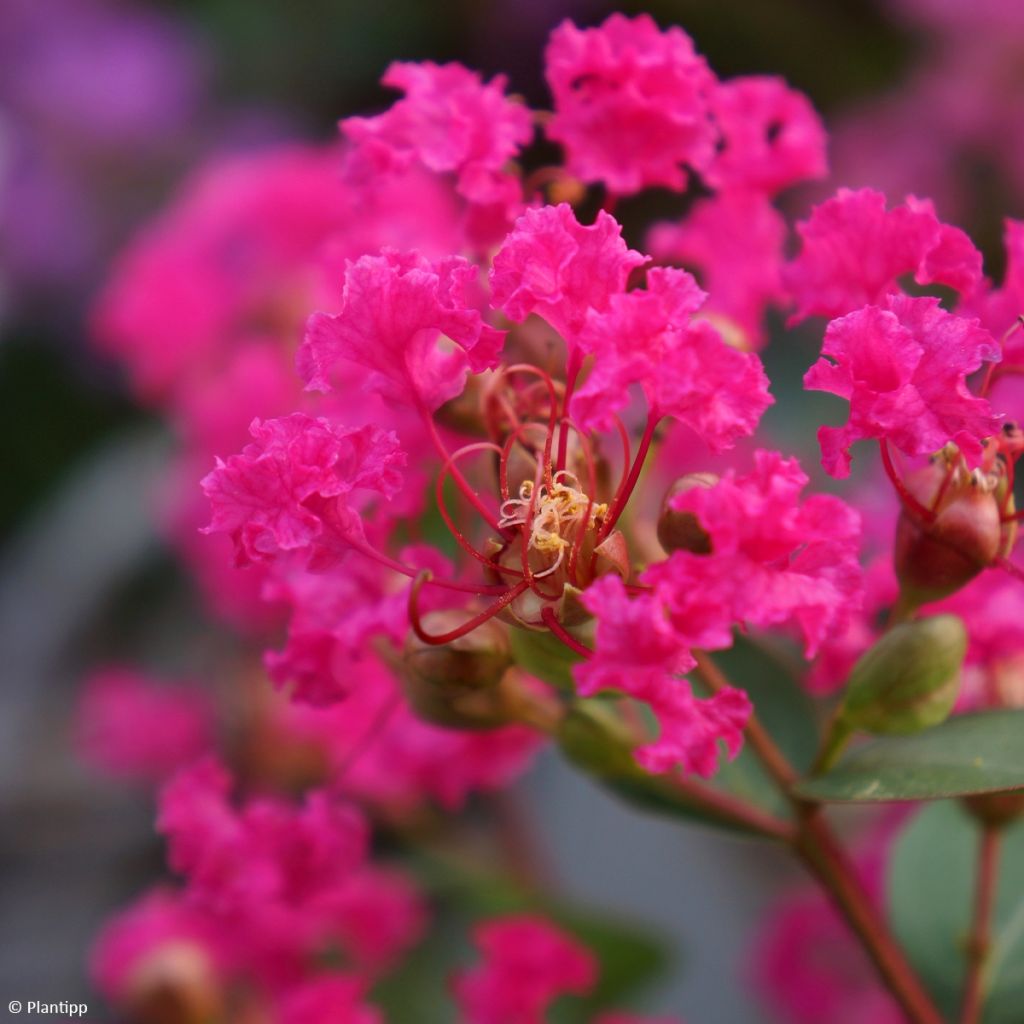 Chinesische Kräuselmyrte With Love Kiss - Lagerstroemia