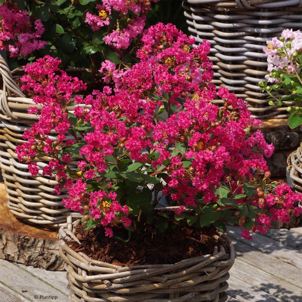 Chinesische Kräuselmyrte With Love Kiss - Lagerstroemia