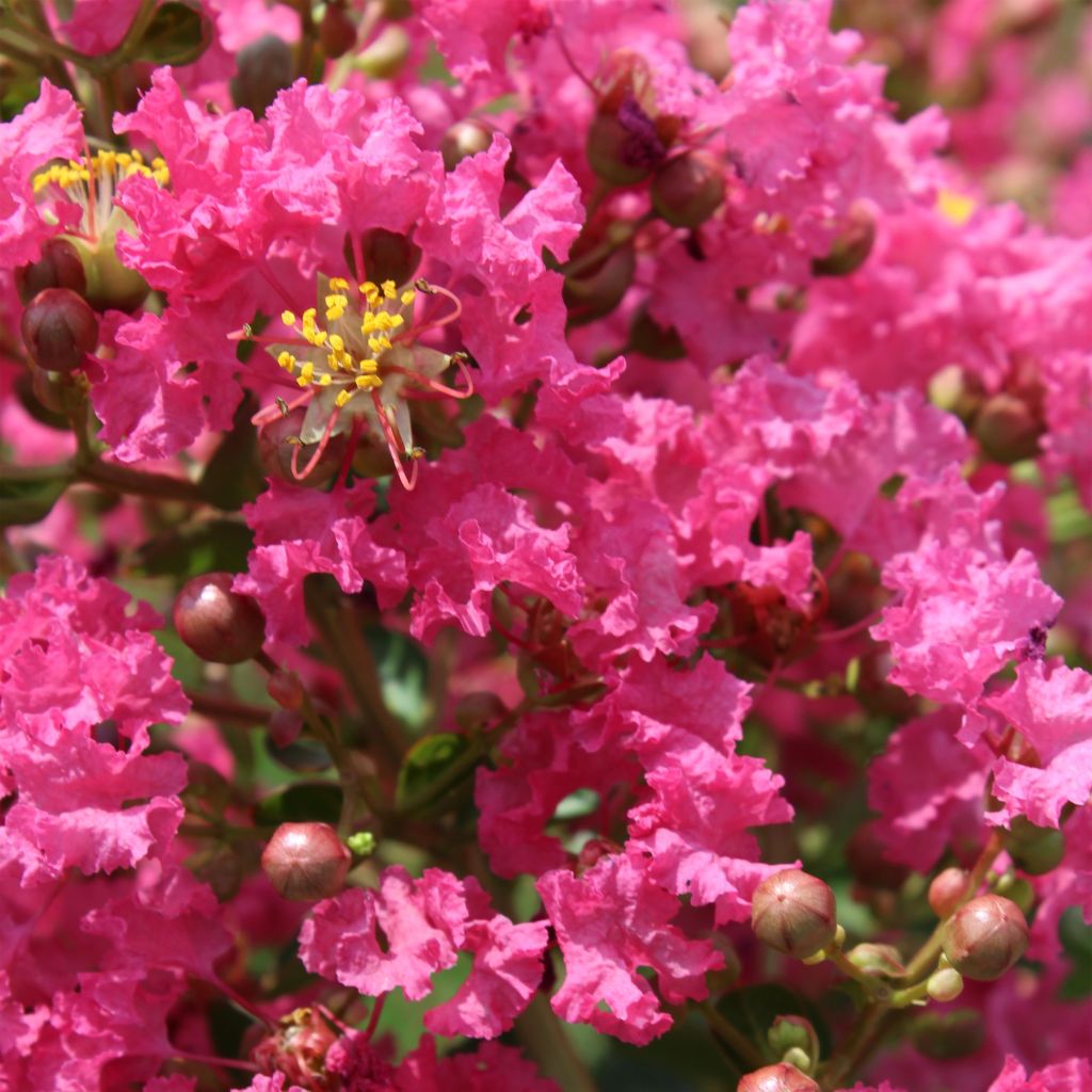 Chinesische Kräuselmyrte Yang Tse - Lagerstroemia