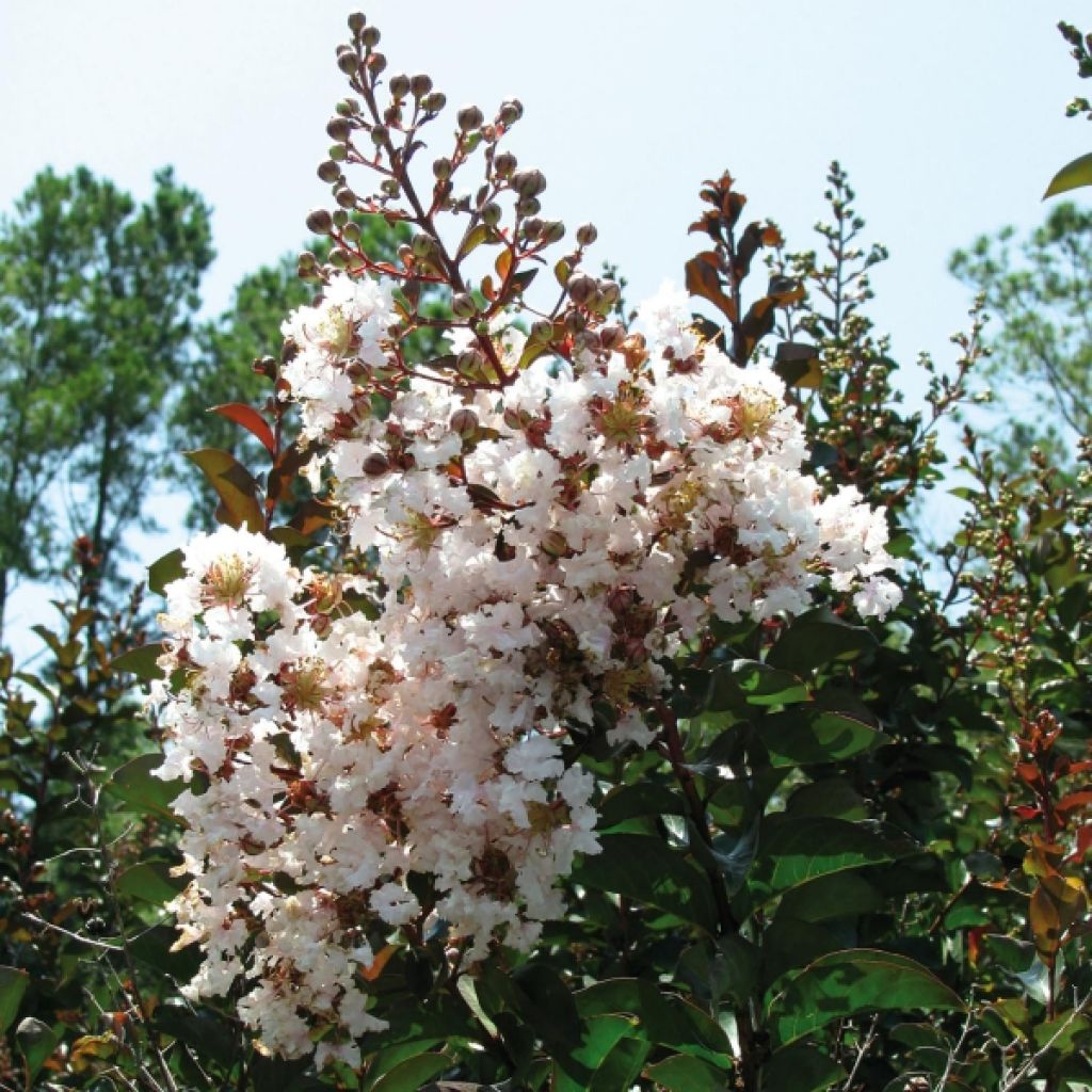 Chinesische Kräuselmyrte Kimono - Lagerstroemia