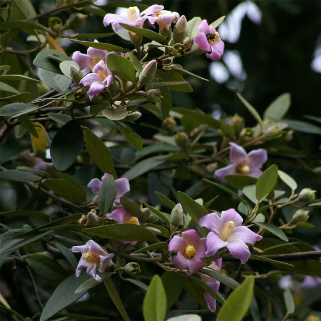 Lagunaria patersonii - Norfolkeibisch