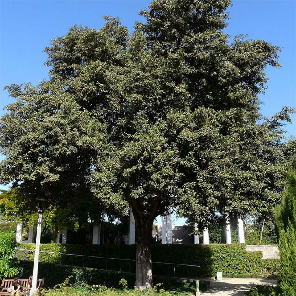 Lagunaria patersonii - Hibiscus de l'île de Norfolk,