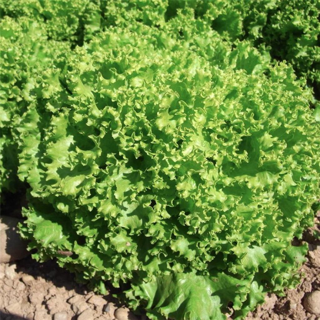 Laitue à couper Lollo Bionda Bio - Ferme de Sainte Marthe