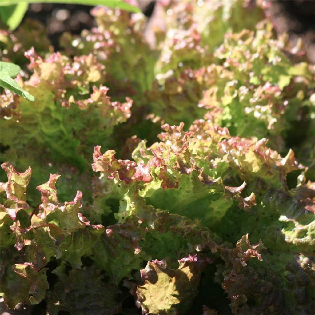 Schnittsalat Lollo Bionda Bio