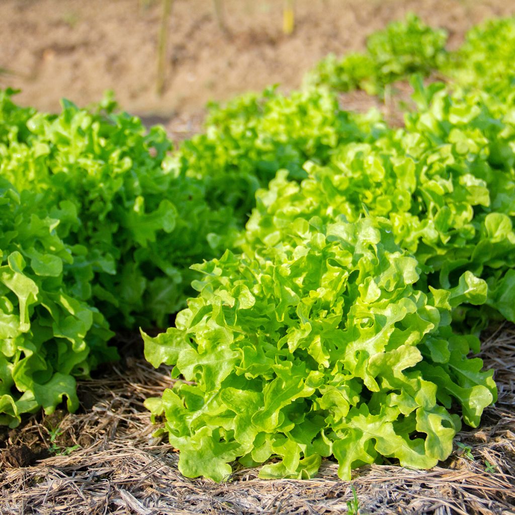 Schnittsalat Salad Bowl Verte