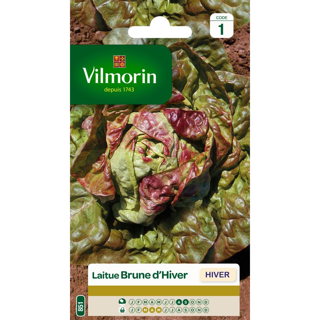 Winterkopfsalat Brune d'Hiver (Brauner Winter) - Vilmorin