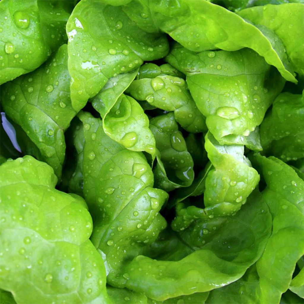 Kopfsalat Bourguignonne