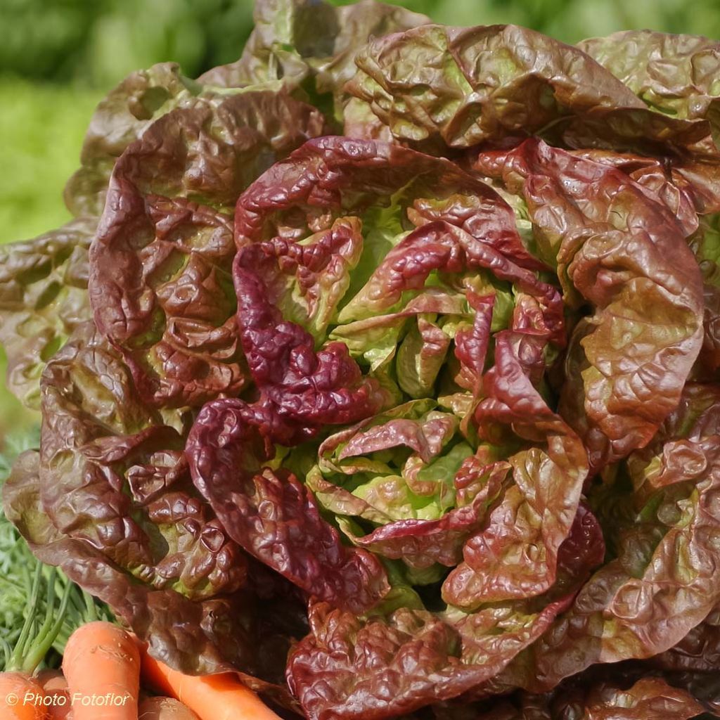 Kopfsalat Merveille des 4 saisons