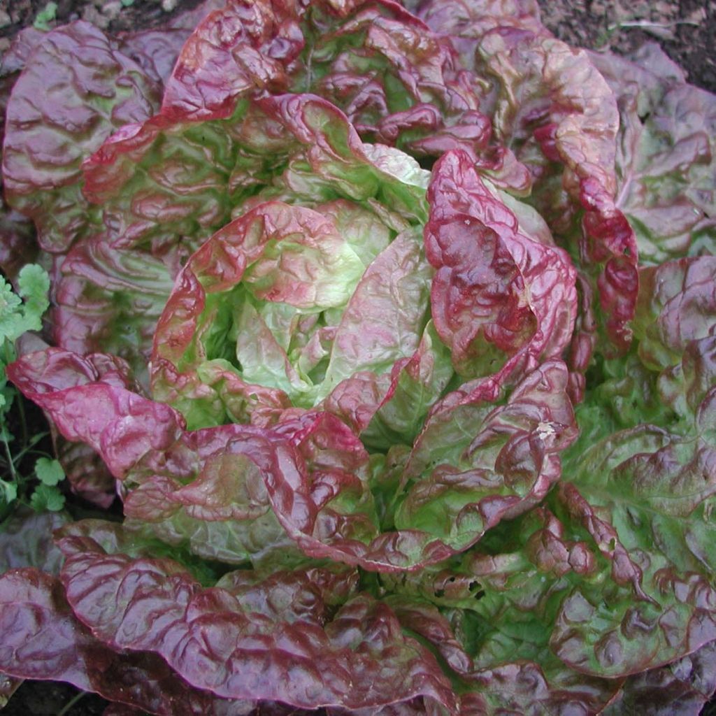 Kopfsalat Merveille des 4 saisons (Pflanzen)