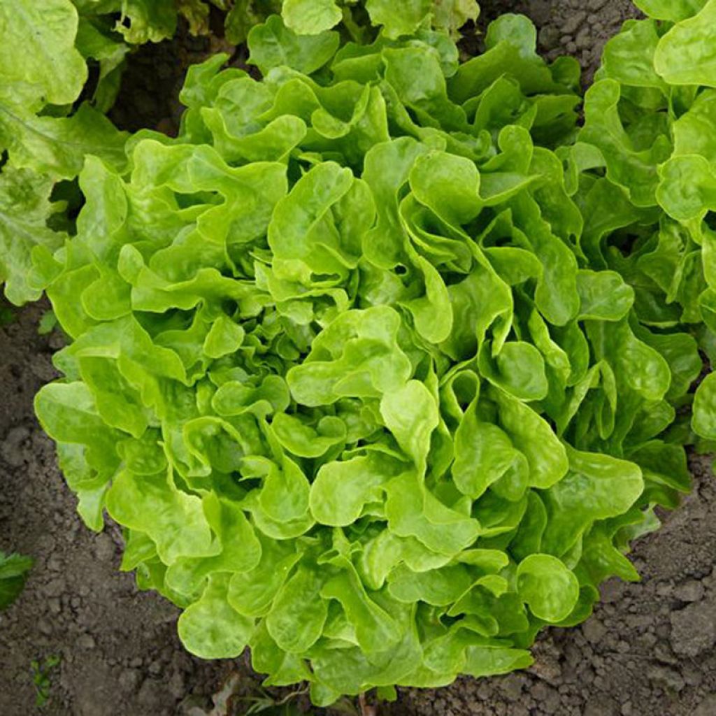 Laitue Feuille de chêne blonde Panisse 