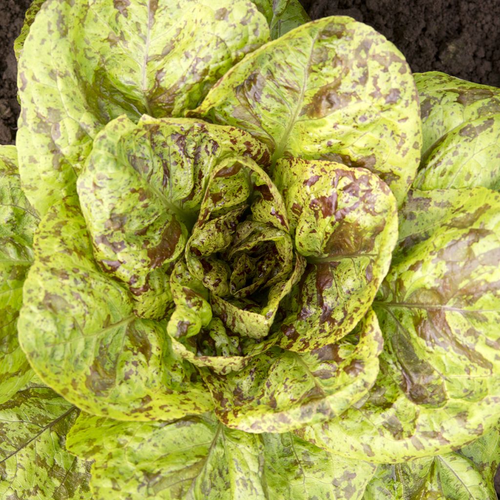 Römersalat Romaine Forellenschluss