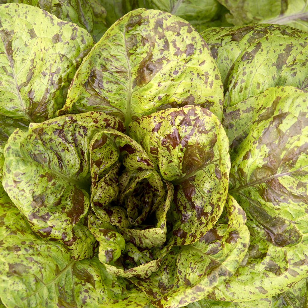 Römersalat Romaine Forellenschluss