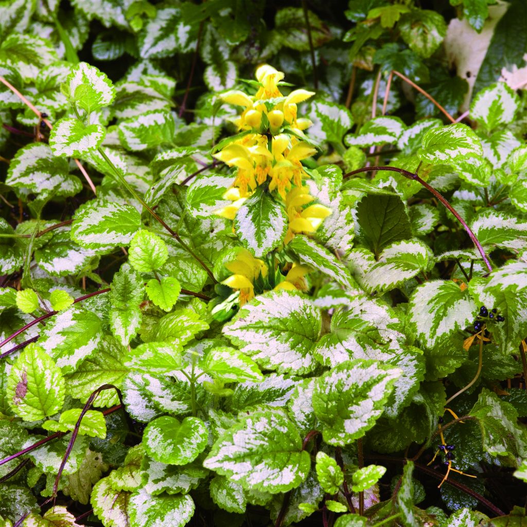 Lamium galeobdolon - Gewöhnliche Goldnessel