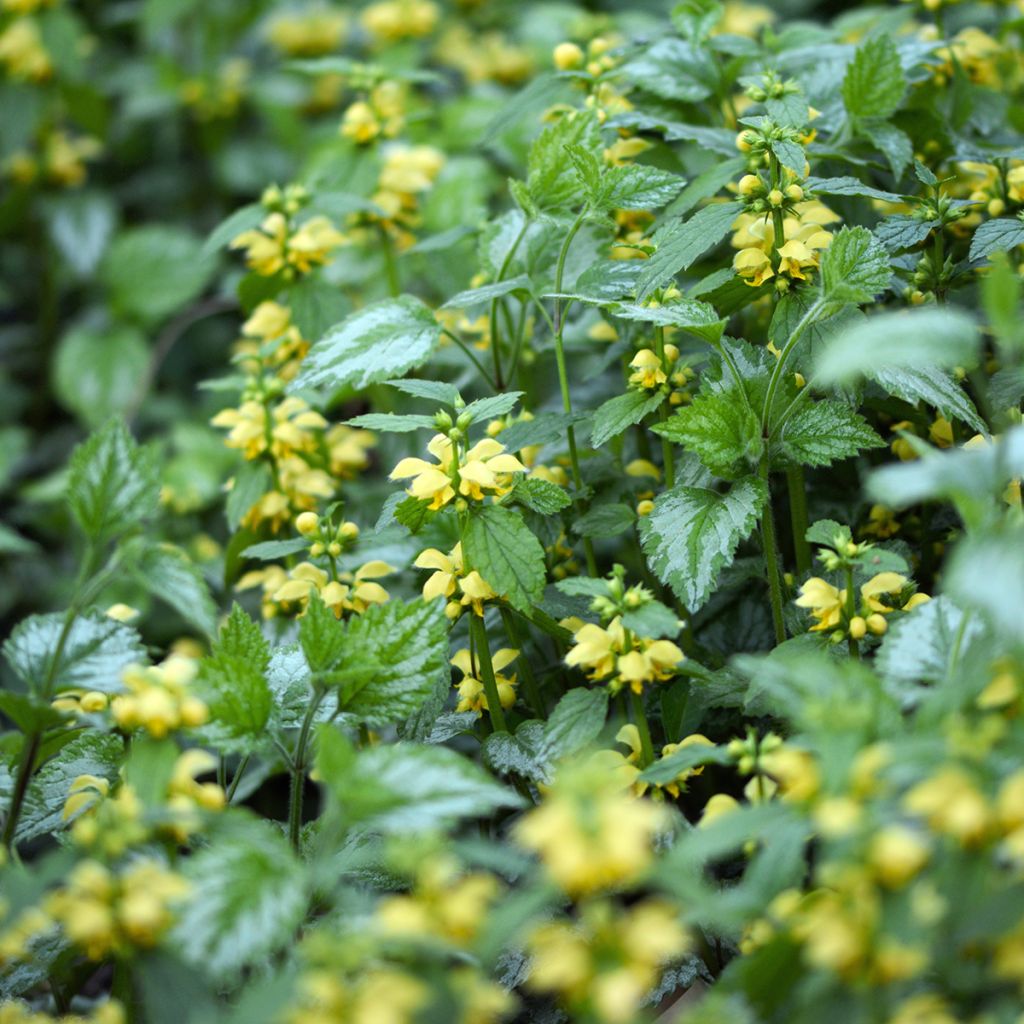 Lamium galeobdolon Florentinum - Gewöhnliche Goldnessel