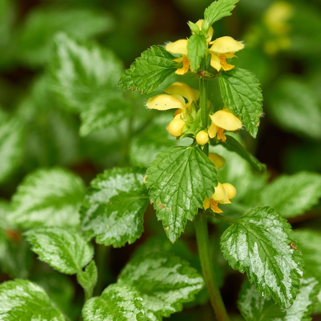 Lamium galeobdolon - Gewöhnliche Goldnessel