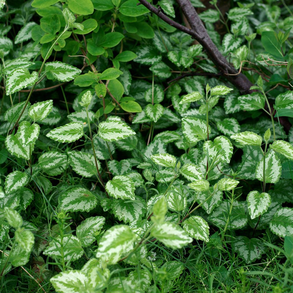 Lamium galeobdolon - Gewöhnliche Goldnessel