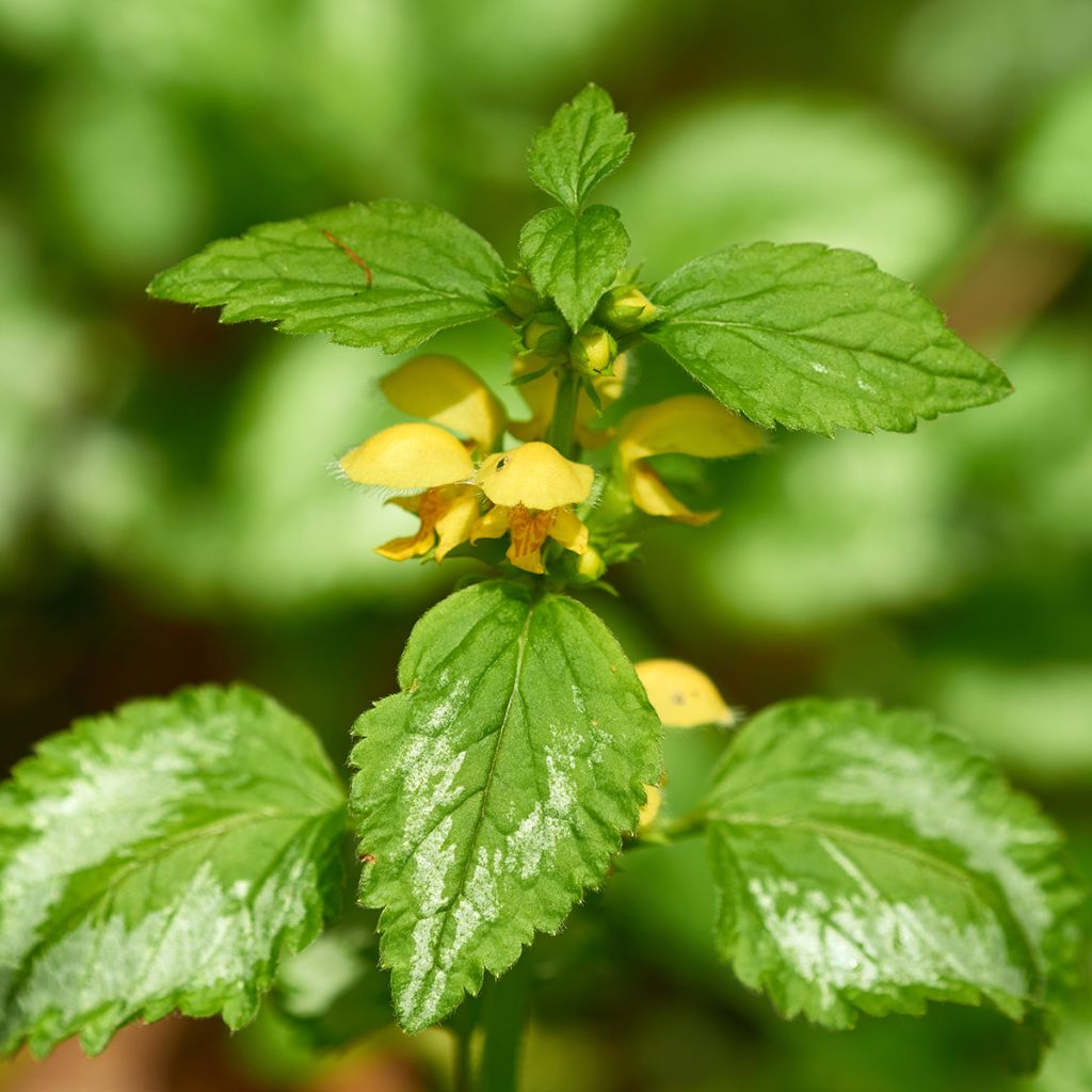 Lamium galeobdolon - Gewöhnliche Goldnessel